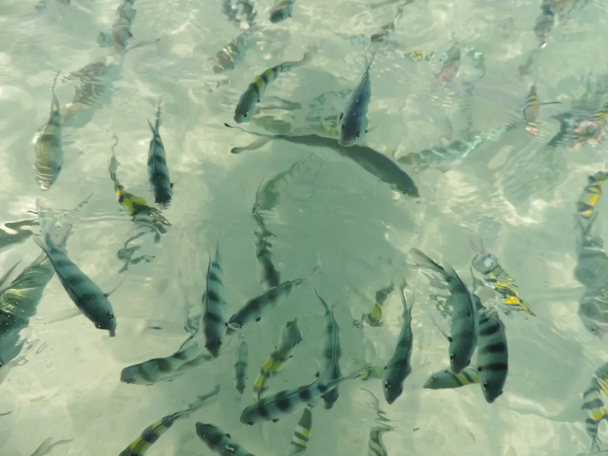 Colorful tropical fish swimming in crystal clear water